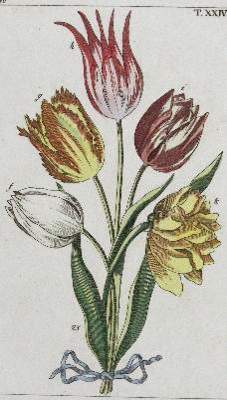 Bild Nr.2: 141-1644 Tulpen.: (Botanik)