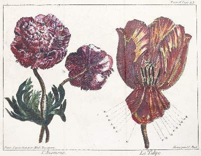 Bild Nr.3: 141-1644 Tulpen.: (Botanik)