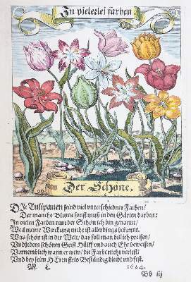Bild Nr.4: 141-1644 Tulpen.: (Botanik)