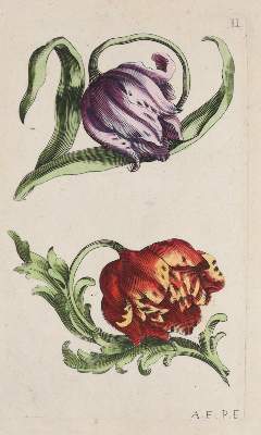Bild Nr.63: 141-1644 Tulpen.: (Botanik)
