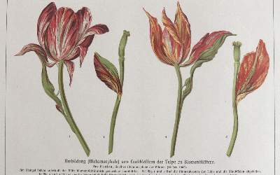 Bild Nr.64: 141-1644 Tulpen.: (Botanik)