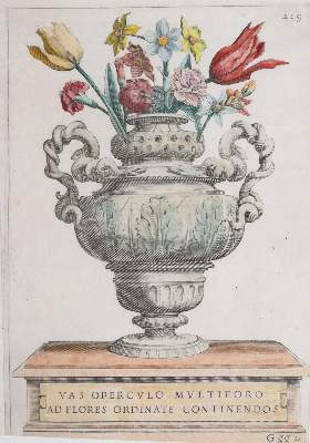 Bild Nr.65: 141-1644 Tulpen.: (Botanik)