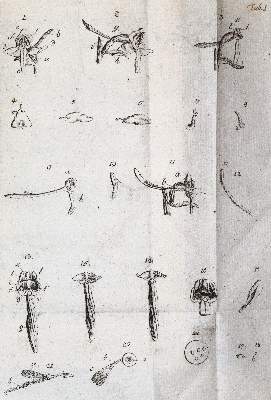 Bild Nr.3: 141-1645 Uster,P. (Hrsg.).: (Botanik)