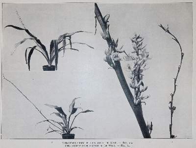 Bild Nr.6: 141-1647 Wildeman,E.de.: (Botanik)