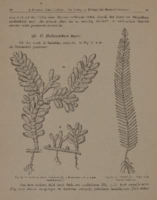 Bild Nr.5: 141-1649 Wissenschaftliche Meeresuntersuchungen.: (Botanik)