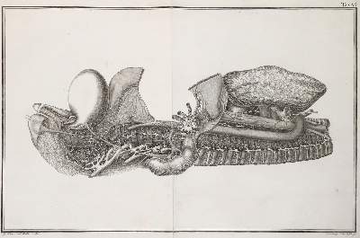 Bild Nr.1: 141-1652 Mayer,J.C.A.: (Medizin, Anatomie)