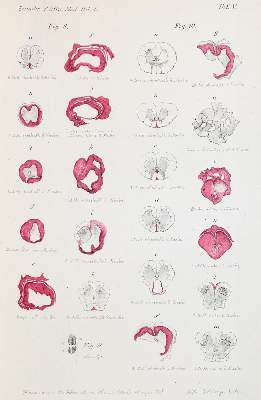 Bild Nr.2: 141-1667 Ehrlich,P.: (Medizin)