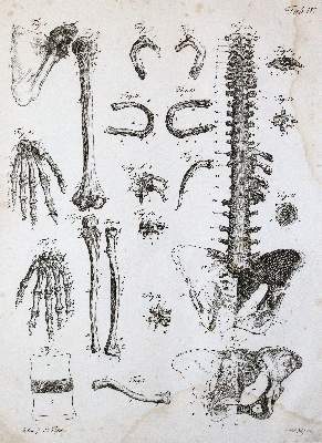 Bild Nr.3: 141-1682 Kulmus,J.A.: (Medizin)