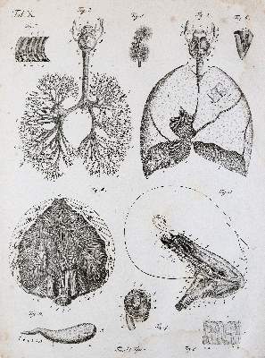 Bild Nr.5: 141-1682 Kulmus,J.A.: (Medizin)
