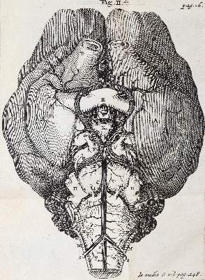 Bild Nr.2: 141-1715 Willis,T.: (Medizin)