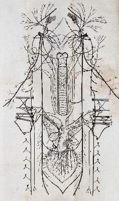 Bild Nr.4: 141-1715 Willis,T.: (Medizin)