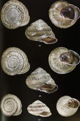 Bild Nr.2: 141-1716 Archiv für Molluskenkunde.: (Zoologie)