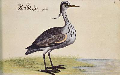 Bild Nr.3: 141-1717 Baldner,L.: (Zoologie)