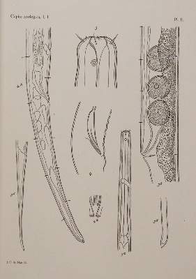 Bild Nr.2: 141-1718 Beaufort,L.F.de. u.a.: (Zoologie)