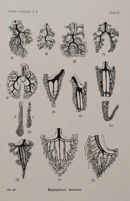 Bild Nr.4: 141-1718 Beaufort,L.F.de. u.a.: (Zoologie)