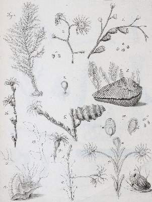 Bild Nr.4: 141-1721 Cavolini,F.: (Zoologie)