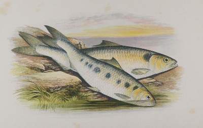 Bild Nr.2: 141-1725 Houghton,W.: (Zoologie, Fische)
