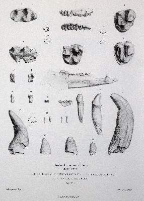 Bild Nr.3: 141-1727 Gervais,(F.L.)P.: (Zoologie)