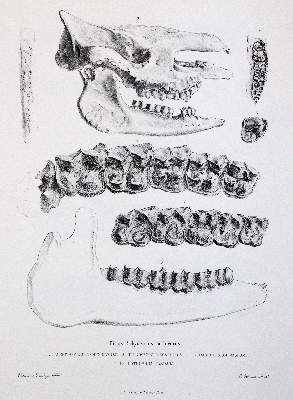 Bild Nr.4: 141-1727 Gervais,(F.L.)P.: (Zoologie)