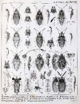 Bild Nr.3: 141-1731 Fieber,F.X.: (Zoologie, Insekten)
