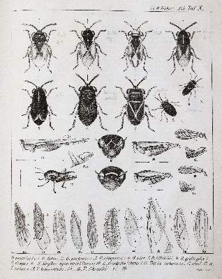 Bild Nr.4: 141-1731 Fieber,F.X.: (Zoologie, Insekten)