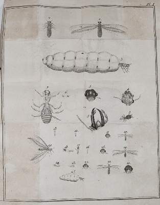 Bild Nr.2: 141-1733 Smeathman,H.: (Zoologie, Insekten, Termiten)