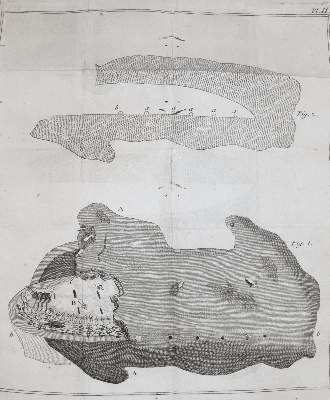 Bild Nr.3: 141-1733 Smeathman,H.: (Zoologie, Insekten, Termiten)