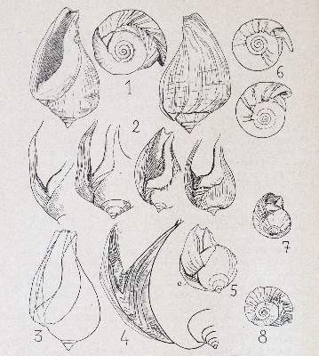 Bild Nr.3: 141-1734 Journal de Conchyliologie.: (Zoologie)