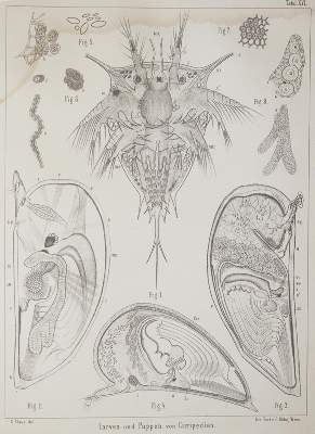 Bild Nr.1: 141-1736 Claus,C.: (Zoologie, Krebse)