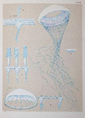 Bild Nr.5: 141-1740 Mayer,A.G.: (Zoologie)