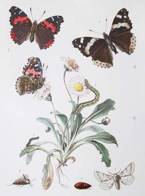 Bild Nr.1: 141-1744 Milliere,P.: (Zoologie)