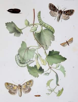 Bild Nr.2: 141-1744 Milliere,P.: (Zoologie)