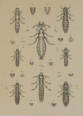Bild Nr.3: 141-1749 Piaget,E.: (Zoologie)