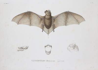 Bild Nr.1: 141-1752 Sagra,R.de la.: (Zoologie)