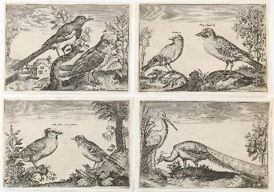 Bild Nr.3: 141-1755 Briot, Marie.: (Zoologie, Vögel)