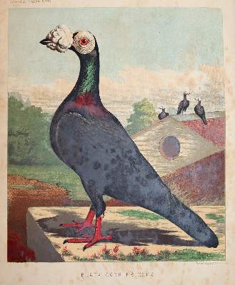 Bild Nr.2: 141-1759 Fulton,R.: (Zoologie, Vögel, Tauben)