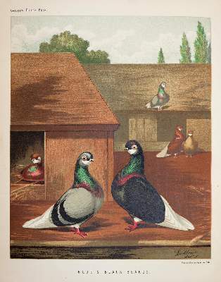 Bild Nr.3: 141-1759 Fulton,R.: (Zoologie, Vögel, Tauben)