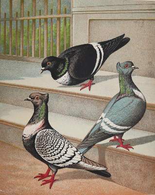 Bild Nr.1: 141-1760 Prütz,G. (Hrsg.),: (Zoologie, Vögel, Taubenzucht)
