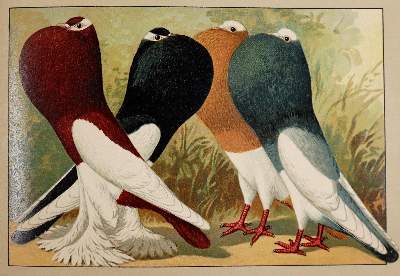 Bild Nr.3: 141-1761 Schachtzabel,E.: (Zoologie, Vögel, Tauben)