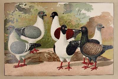 Bild Nr.4: 141-1761 Schachtzabel,E.: (Zoologie, Vögel, Tauben)