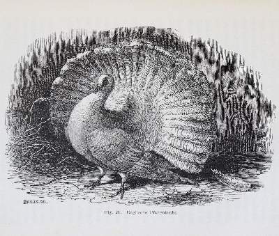 Bild Nr.2: 141-1809 Darwin,C.: (Verschiedene Gebiete - Varia)
