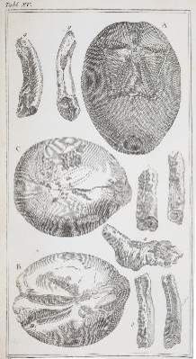 Bild Nr.2: 141-1829 Klein,T.: (Verschiedene Gebiete - Varia, Geologie - Mineralogie u. Paläontologie)