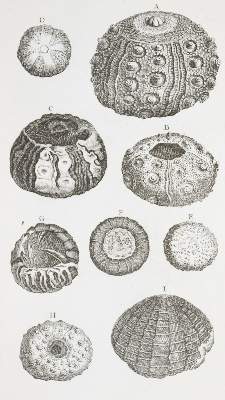 Bild Nr.3: 141-1829 Klein,T.: (Verschiedene Gebiete - Varia, Geologie - Mineralogie u. Paläontologie)