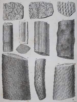 Bild Nr.3: 141-1832 Roemer,F.A.: (Verschiedene Gebiete - Varia, Geologie - Mineralogie u. Paläontologie)