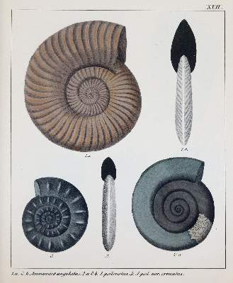 Bild Nr.2: 141-1833 Schmidt,F.A.: (Verschiedene Gebiete - Varia, Geologie - Mineralogie u. Paläontologie)
