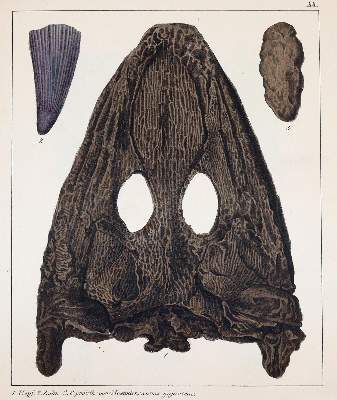 Bild Nr.3: 141-1833 Schmidt,F.A.: (Verschiedene Gebiete - Varia, Geologie - Mineralogie u. Paläontologie)