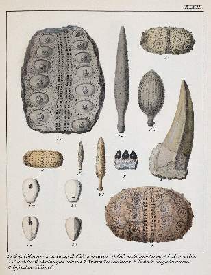 Bild Nr.4: 141-1833 Schmidt,F.A.: (Verschiedene Gebiete - Varia, Geologie - Mineralogie u. Paläontologie)
