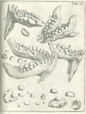 Bild Nr.2: 141-1835 Scilla,A.: (Verschiedene Gebiete - Varia, Geologie - Mineralogie u. Paläontologie)
