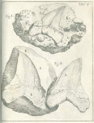 Bild Nr.3: 141-1835 Scilla,A.: (Verschiedene Gebiete - Varia, Geologie - Mineralogie u. Paläontologie)