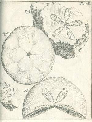 Bild Nr.4: 141-1835 Scilla,A.: (Verschiedene Gebiete - Varia, Geologie - Mineralogie u. Paläontologie)